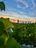 vignes-gros-plan-copyright-terres-de-gr-s-11348
