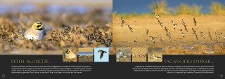 double-pages-d-f-oiseaux-3453