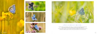 double-pages-l-p-papillons-3454