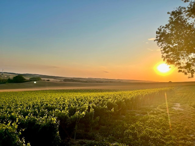 vignes-coucher-du-soleil-8974